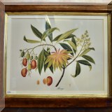 A28. Trowbridge Gallery - British Museum tropical fruit “Mango” print 19.5” x 23.5”